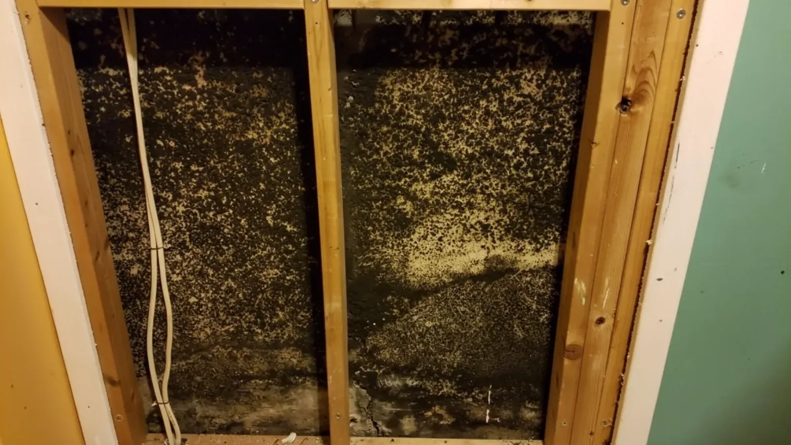 An interior wall opened to the wooden studs, revealing dense mould growth across the cavity surface behind